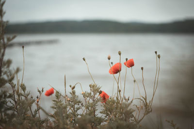 Close-up of red poppy flowers against the sky