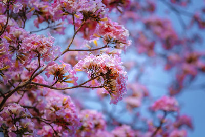 Close-up of pink cherry blossom