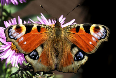 Close-up of butterfly pollinating on flower