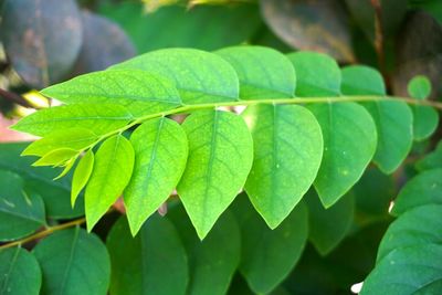 Close-up of fresh green leaves