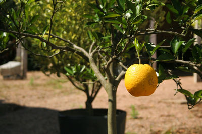 Close-up of orange growing on tree