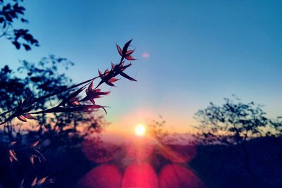 Close-up of silhouette plants against sky during sunset