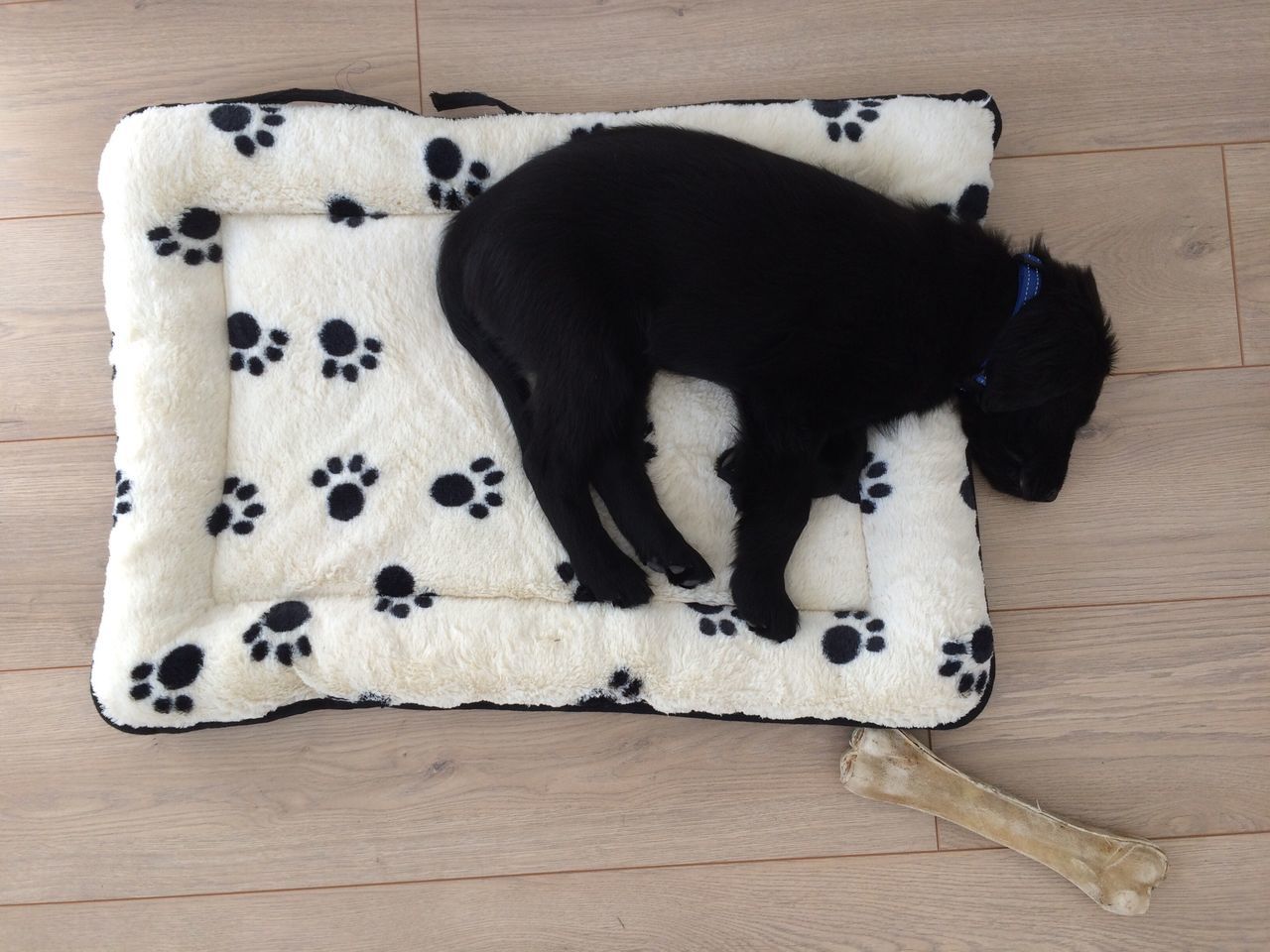 Dog with Large bone