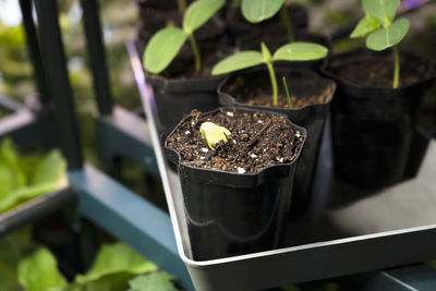 Young green cucumber seedling sprouts in seedling pots. growing of vegetables.
