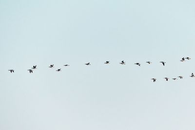 Low angle view of birds flying in sky