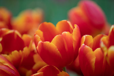 Close-up of red tulip