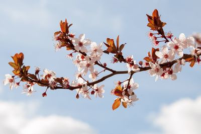 Low angle view of cherry blossoms against sky