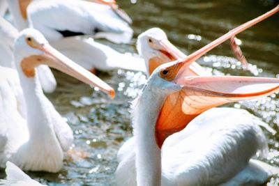 Close-up of swans in lake