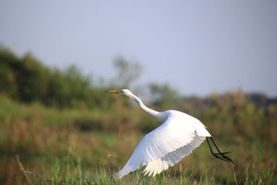 Bird flying against sky