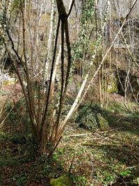 Trees growing in forest