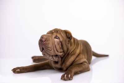 Dog lying on white background