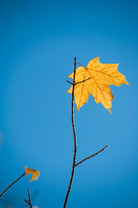 Low angle view of leaf against clear blue sky