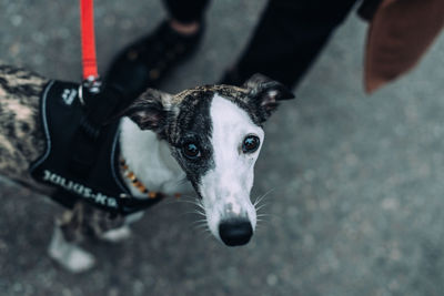 High angle view portrait of dog outdoors