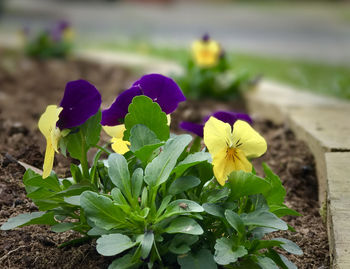 Close-up of crocus blooming outdoors