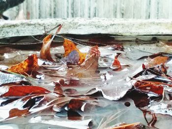 Close-up of frozen water