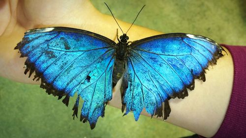 Close-up of butterfly on leaf