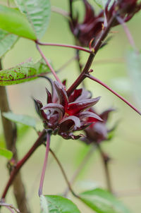 Close-up of red flowering plant