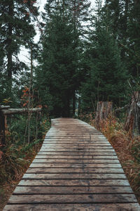 Empty wooden footbridge along trees in forest