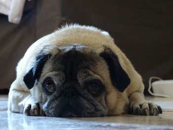 Close-up portrait of a dog