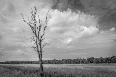 Lone bare tree on landscape against clouds