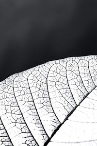 Close-up of dry leaf against white background