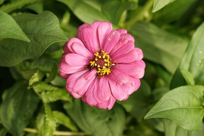 Close-up of pink flower