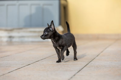 Black dog looking away