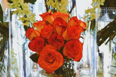 Close-up of red flowers