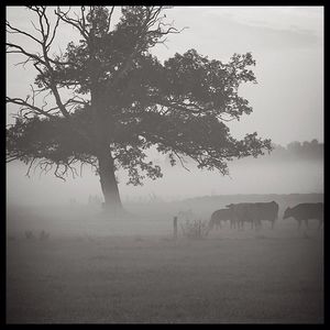 Bare trees on field in foggy weather