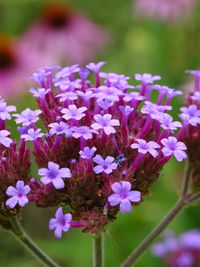 Close-up of purple flowers