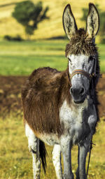 Close-up portrait of an animal on field