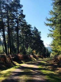 Footpath amidst trees in forest against clear sky