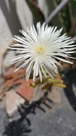 Close-up of white flower