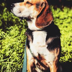 Close-up of a dog looking away