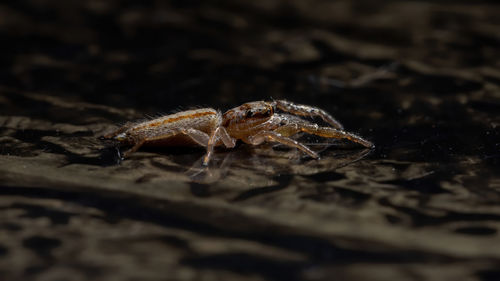 Close-up of spider