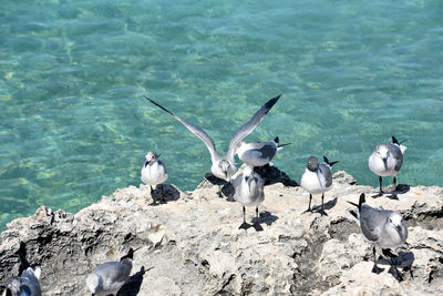 Large group of laughing gulls poised on lava rock in aruba.