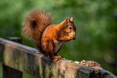 Close-up of squirrel