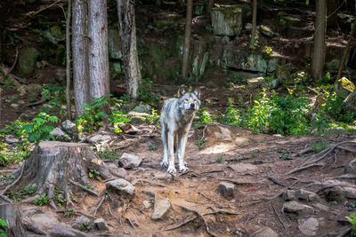 Cat sitting in a forest
