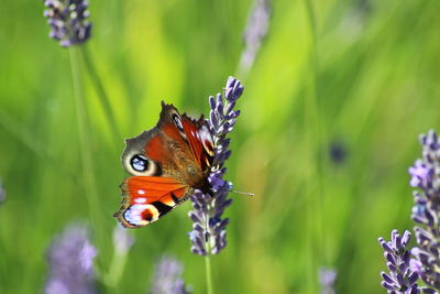 Close-up of butterfly pollinating on flower