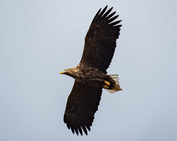 Low angle view of eagle flying in sky