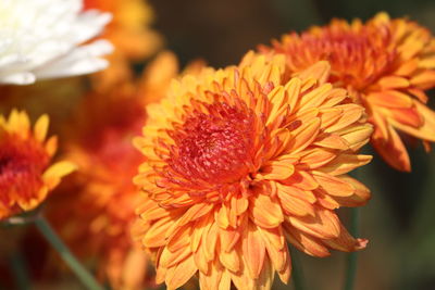 Close-up of orange flowers