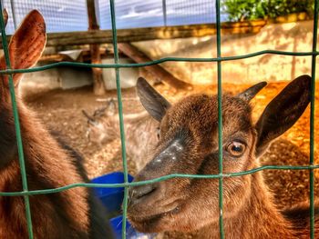 Close-up of sheep