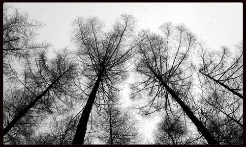 Bare trees in forest