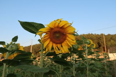 Close-up of sunflower on field against clear sky