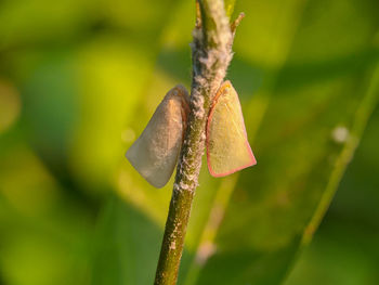 Close-up of butterfly