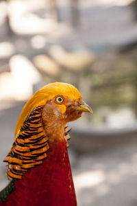 Male golden pheasant also called the chinese pheasant or chrysolophus pictus is known as a game bird