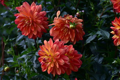 Close-up of red flowering plants
