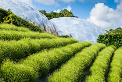 Scenic view of agricultural field against sky