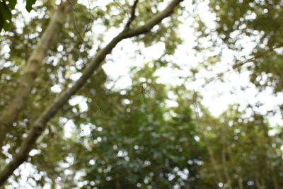 Low angle view of trees in forest