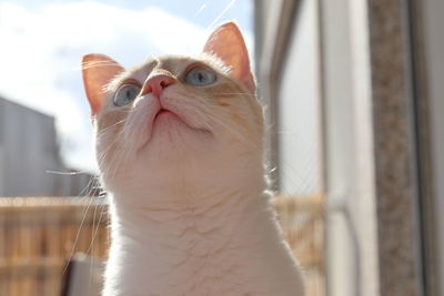 Close-up of a cat